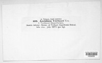 Aecidium verbasci image